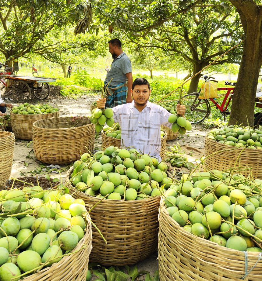 বাগানে ঝুড়িভর্তি হিমসাগর আম