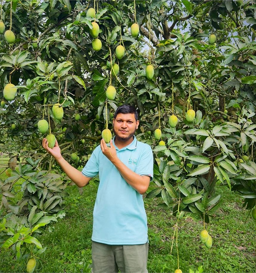 হিমসাগর আমের গাছে দাঁড়িয়ে থাকা বাগান মালিক