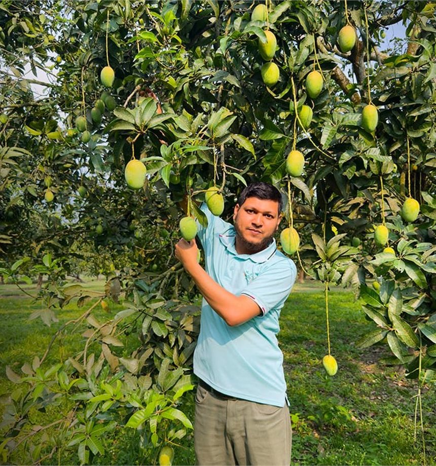 হিমসাগর আমের গাছের নিচে তোলা ছবি